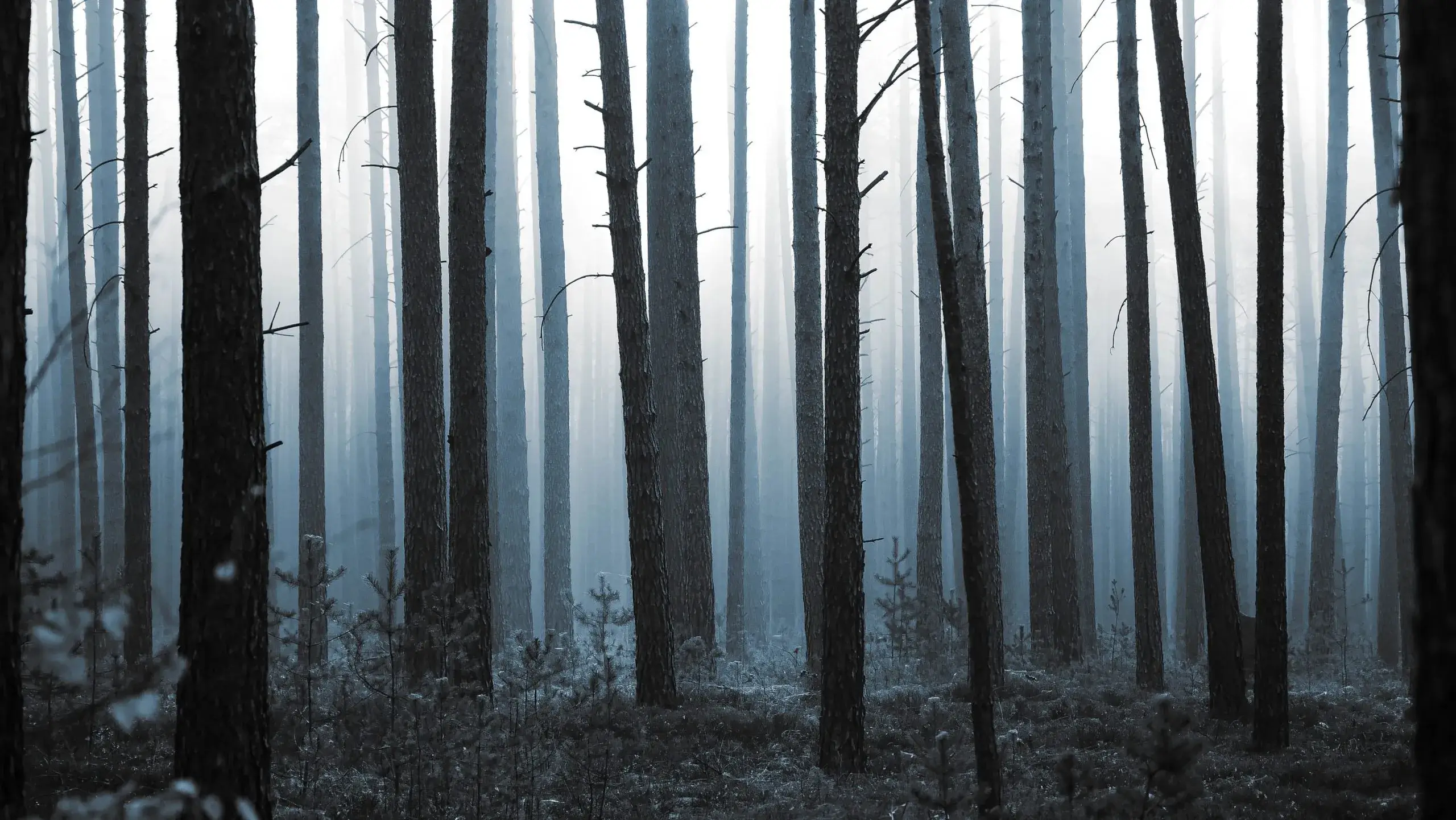 Aufsteigender Nebel in einem Wald